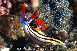 manado,nikon f9ox 60mm macro by Puddu Massimo 